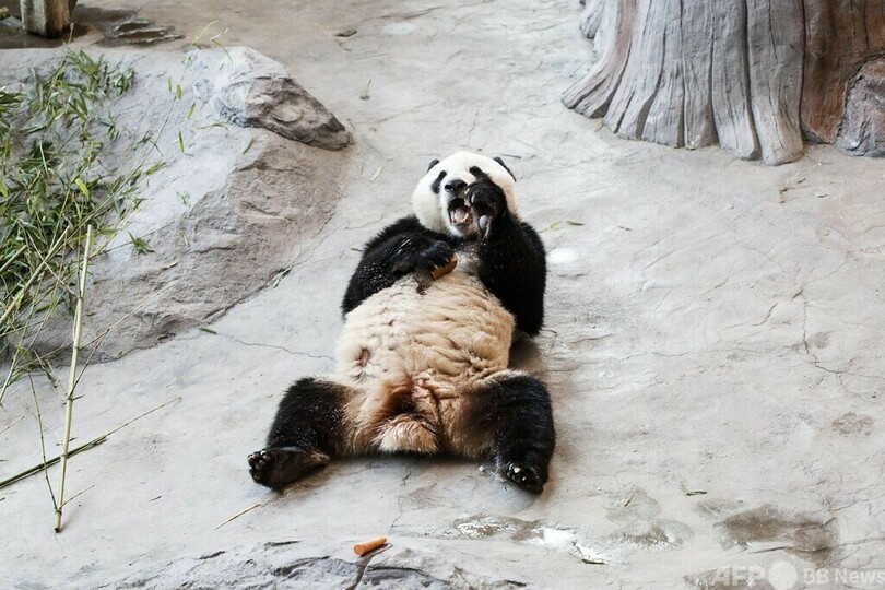 8年超前倒しで中国にパンダ返還、維持費で財務逼迫 フィンランド