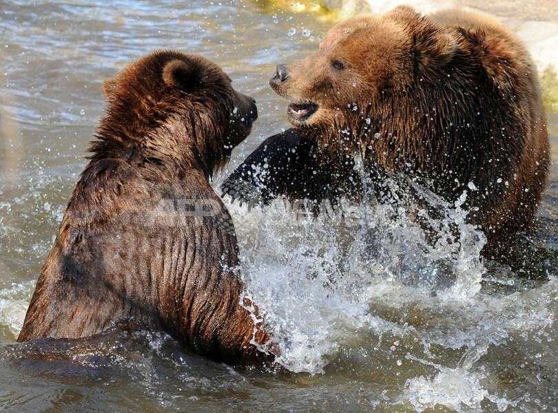 けんかはほどほどに！独動物園のクマ