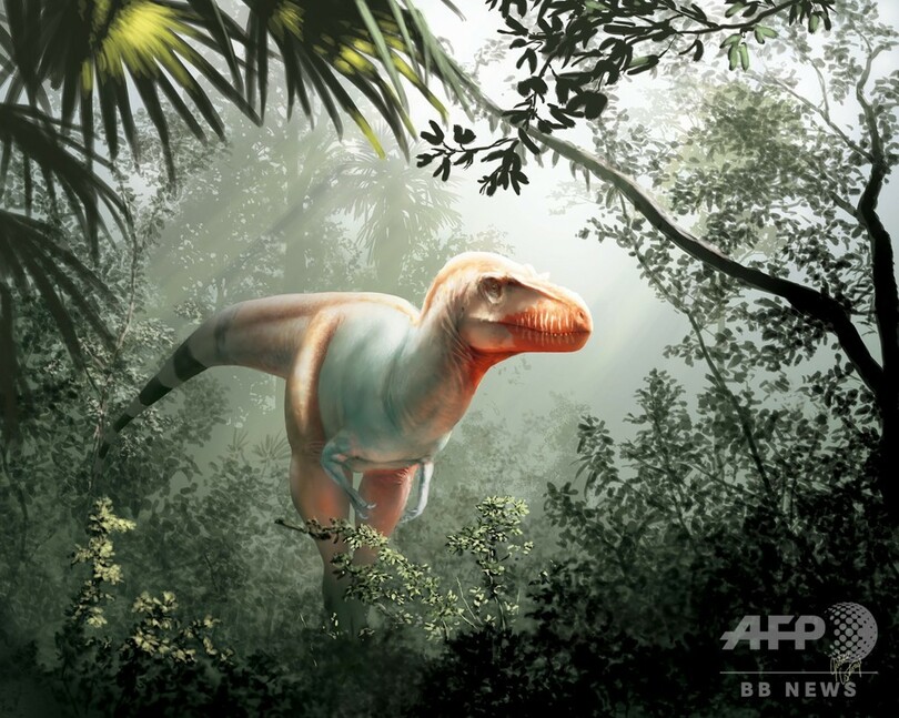 T レックスの近縁恐竜 死に神 カナダで化石発見 写真2枚 国際ニュース Afpbb News