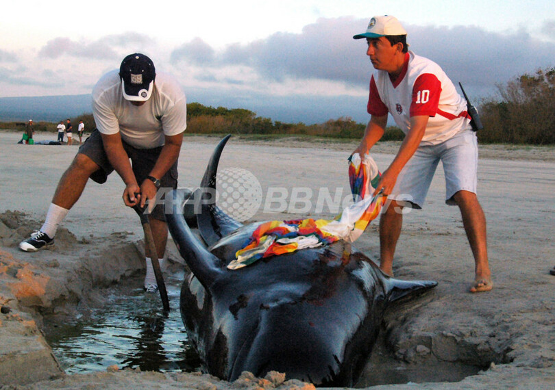 ガラパゴス諸島でクジラ12頭が座礁 - エクアドル