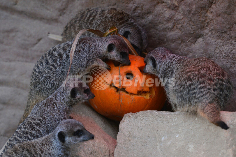 ジャック・オ・ランタンに興味津々？ロンドン動物園のミーアキャット