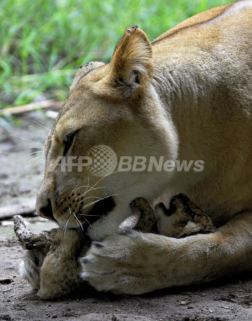 愛情たっぷり、娘の世話する母ライオン コロンビア