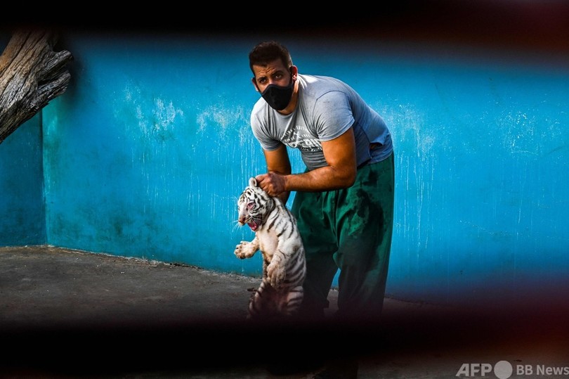 キューバ初、希少なホワイトタイガーの赤ちゃんお披露目