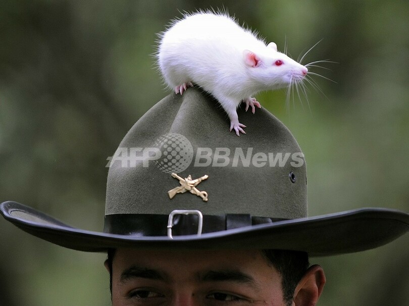 ネズミの意思決定力、人間と同程度? 米研究