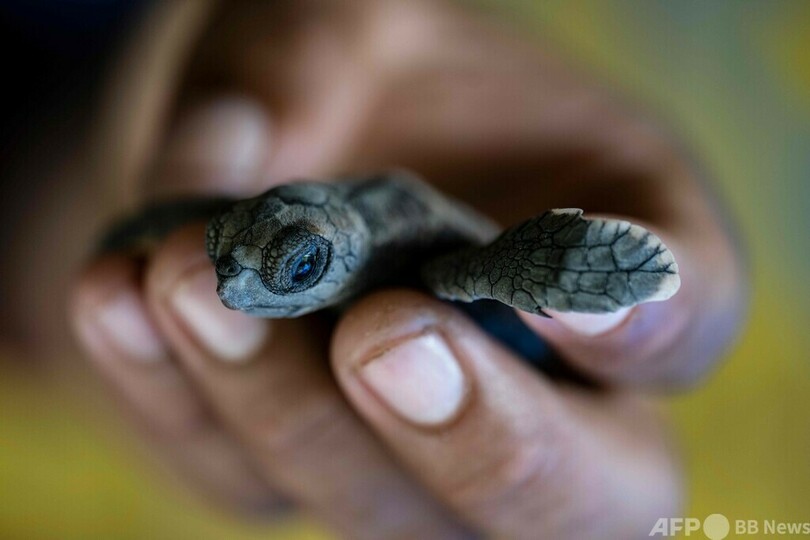 赤ちゃんガメを海に ベネズエラの保護活動
