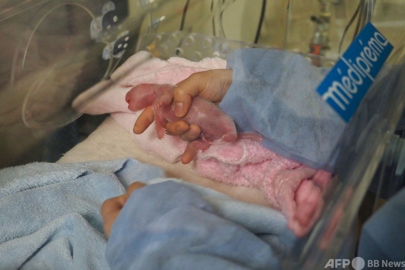 元気な双子の赤ちゃんパンダ 仏動物園で誕生 写真21枚 国際ニュース Afpbb News