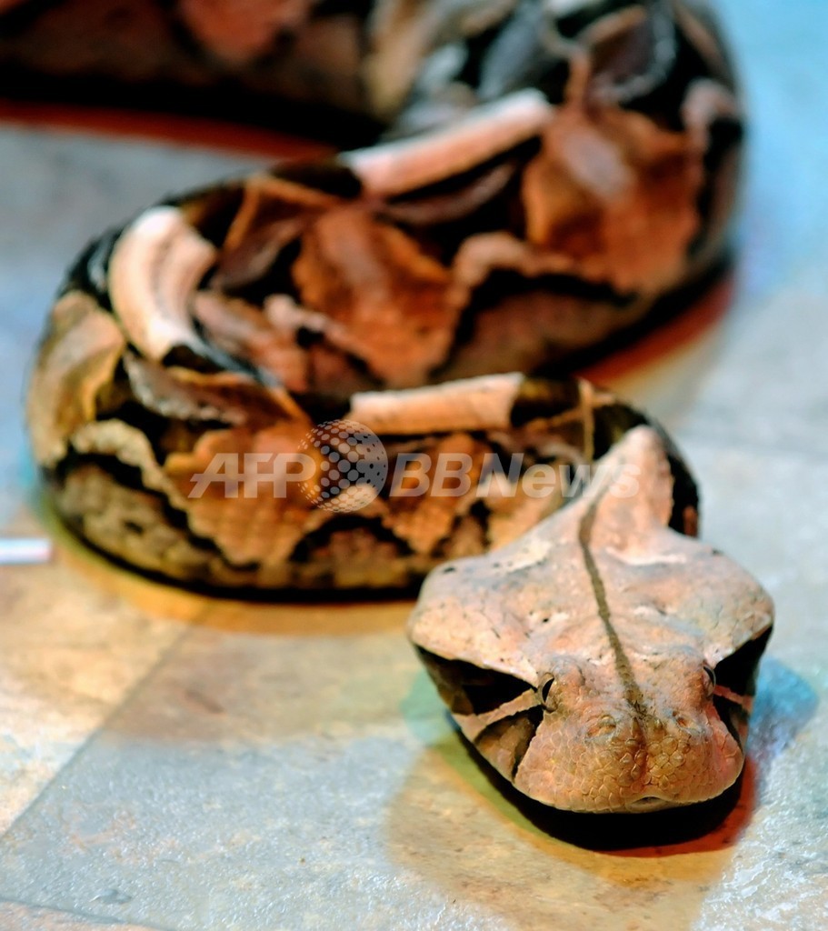 毒ヘビの黒い模様、超微細ナノ構造で光吸収 独研究 毒ヘビの黒い模様、超微細ナノ構造で光吸収 独研究