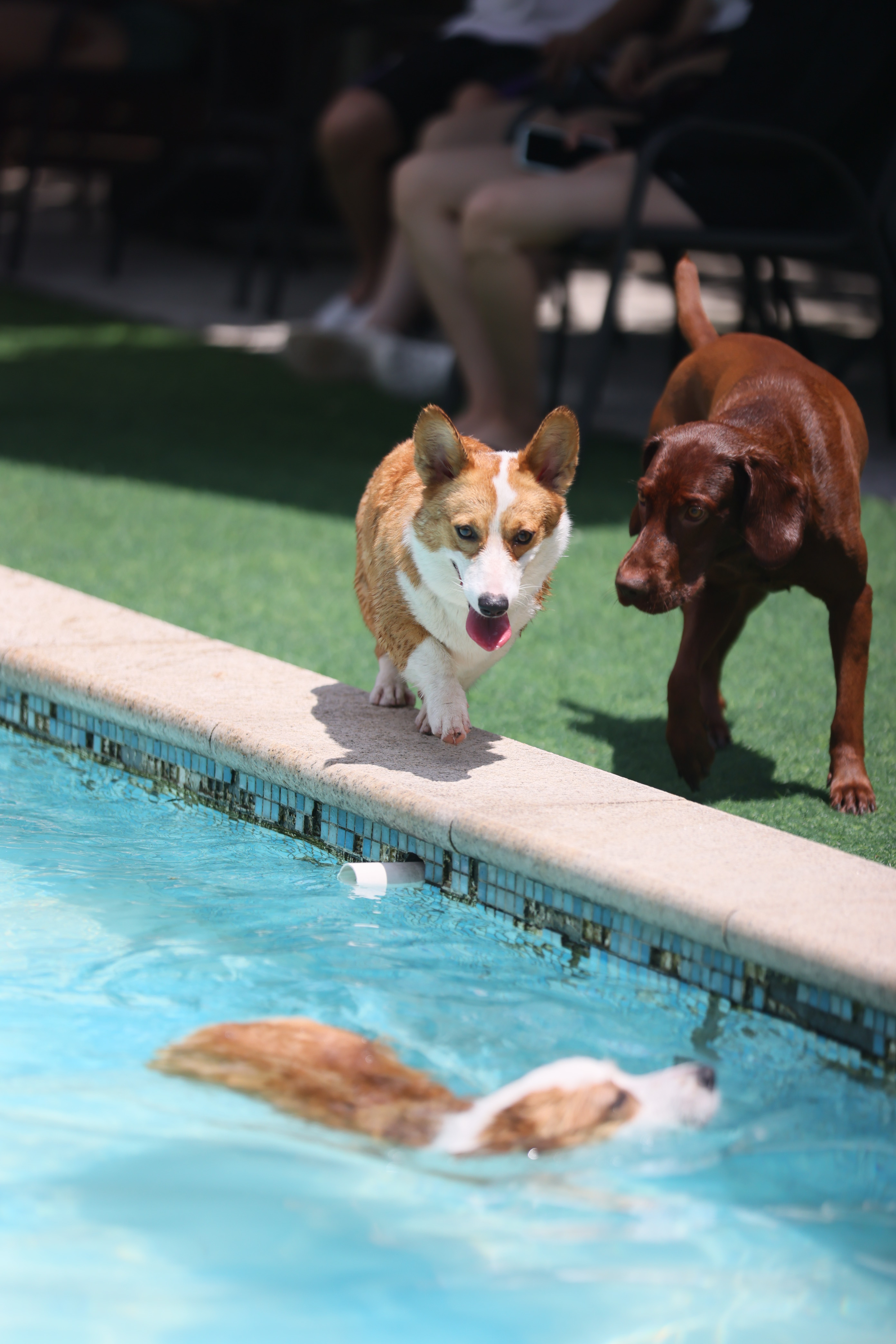暑さに負けない プールで涼をとる犬たち 上海市 写真12枚 国際ニュース Afpbb News