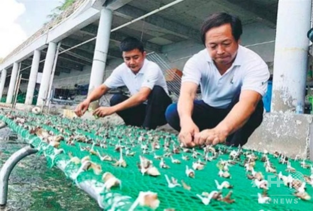 海底にサンゴを植える 中国海南省のサンゴ養殖チーム 海底にサンゴを植える 中国海南省のサンゴ養殖チーム