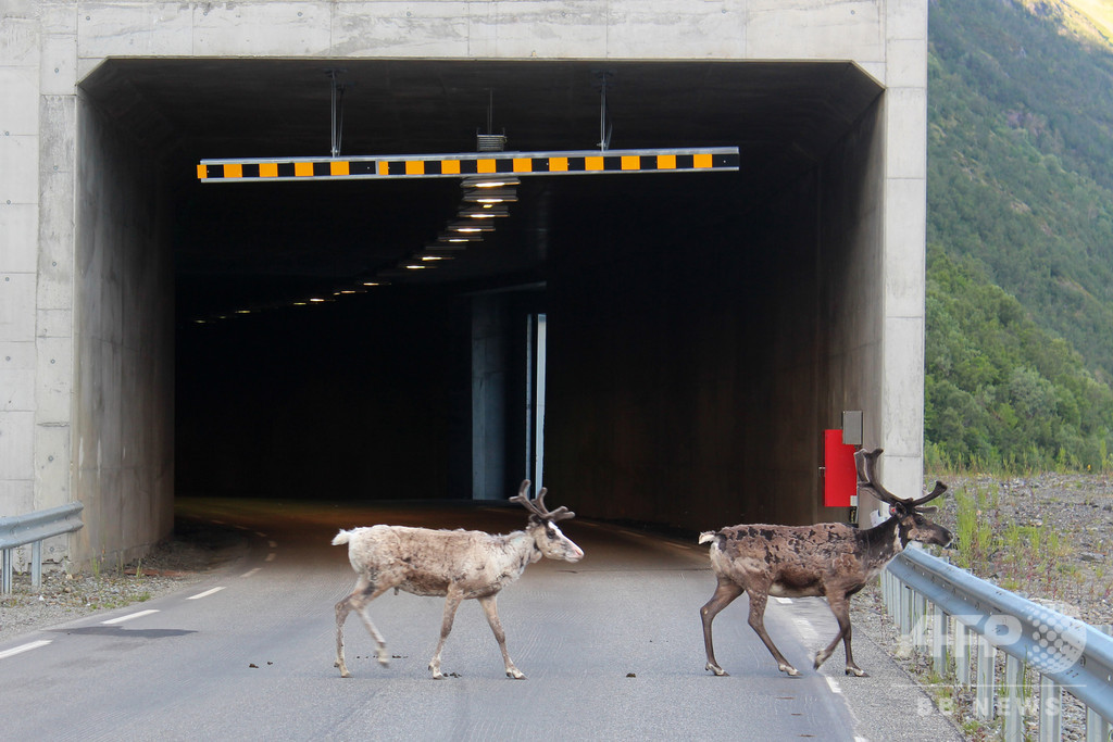ノルウェー北極圏も31度超え、車道トンネルで涼むトナカイ続出 ノルウェー北極圏も31度超え、車道トンネルで涼むトナカイ続出