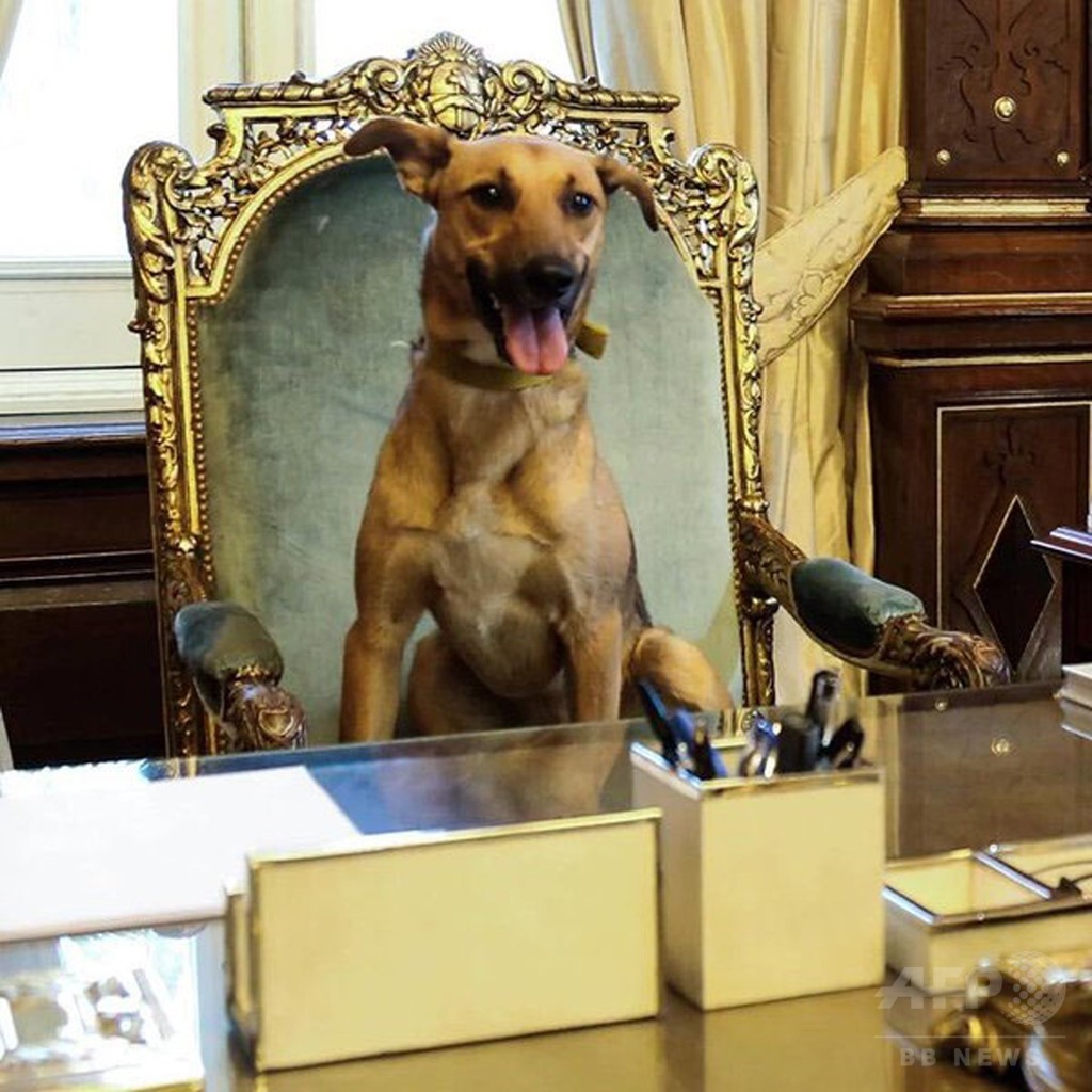 大統領の椅子に座るのは 犬 アルゼンチン 写真1枚 国際ニュース Afpbb News
