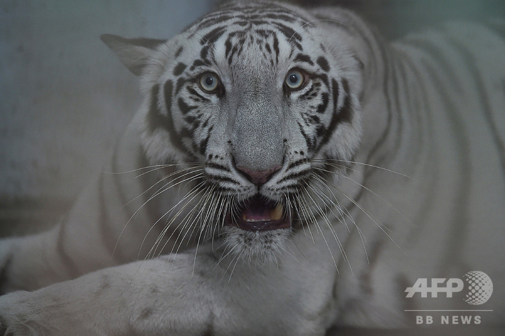 インド動物園でトラに 社会的距離 交尾も制限 写真3枚 国際ニュース Afpbb News