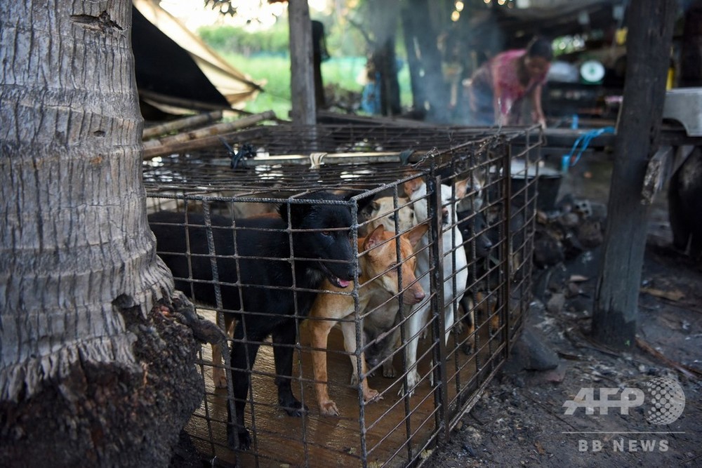 これは罪だ カンボジアに広がる闇の犬肉産業 写真14枚 国際ニュース Afpbb News