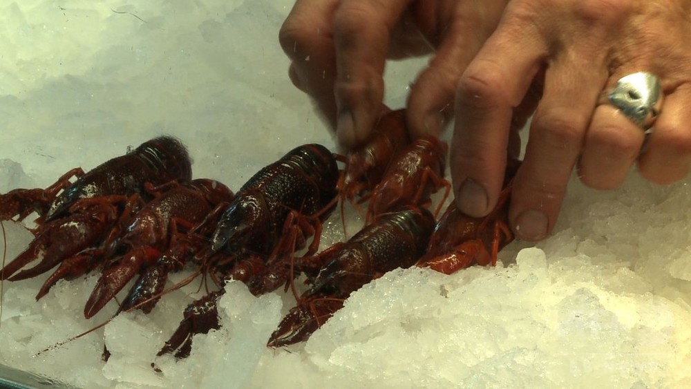 動画 独首都で外来種のアメリカザリガニが謎の大繁殖 食用として販売へ 写真1枚 国際ニュース Afpbb News