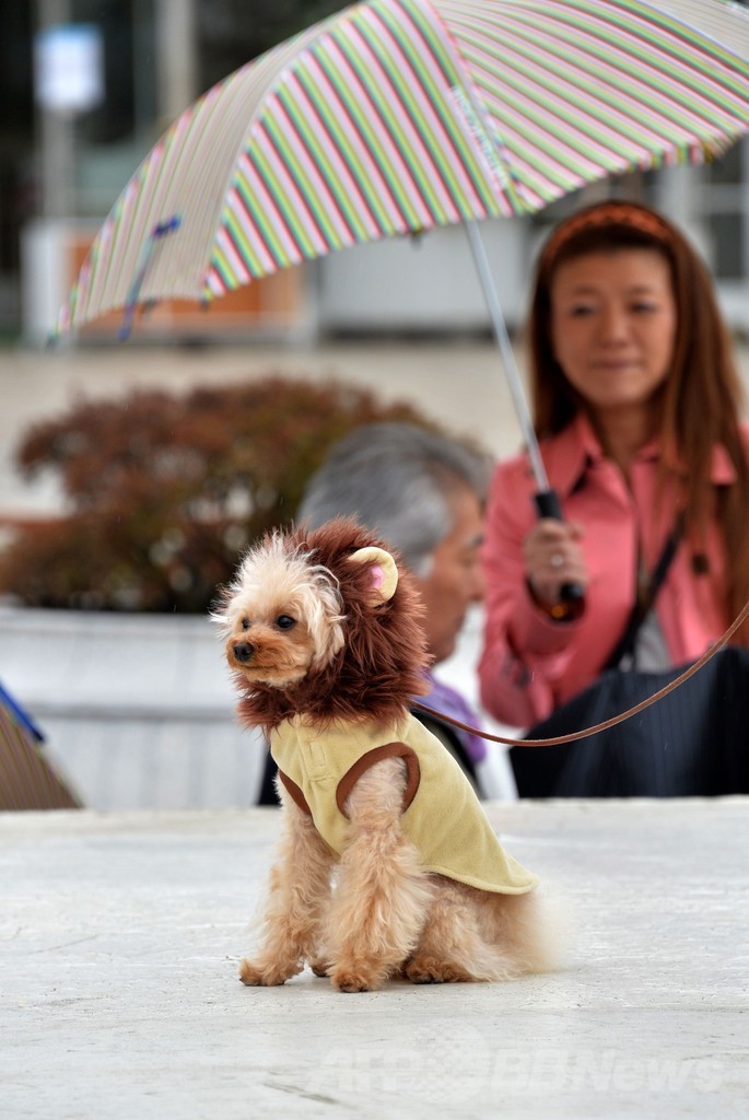 犬がライオンに変身！都内デパートで記念行事