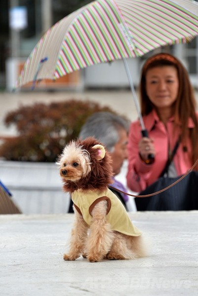 犬がライオンに変身！都内デパートで記念行事