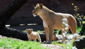 ドイツ・ハノーバー（Hanover）の動物園で、母ライオンのそばを歩くライオンの赤ちゃん（2011年4月15日撮影）。(c)AFP/JULIAN STRATENSCHULTE