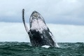 南米コロンビアのウランバ・バイア・マラガ自然公園内の太平洋で水面からジャンプするザトウクジラ（2018年8月12日撮影、資料写真）。(c)Miguel MEDINA / AFP