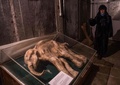 ロシアのシベリア東部ヤクーツクのメルニコフ永久凍土研究所の地下にある永久凍土研究史博物館に置かれた、凍ったマンモスの子ども（2018年11月26日撮影）。(c)Mladen ANTONOV / AFP