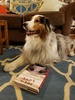 動物心理学者クライブ・ウィンの著作「Dog is Love: Why and How Your Dog Loves You」の横で伏せをする犬。米首都ワシントンで（2020年1月20日撮影）。(c)Issam AHMED / AFP