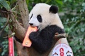 中国・四川省の成都ジャイアントパンダ繁殖研究基地で、新年の飾りを口に入れるパンダの赤ちゃん（2022年12月29日撮影）。(c)AFP