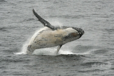 ザトウクジラが釣り舟に激突、4人負傷 豪沖 写真1枚 国際ニュース