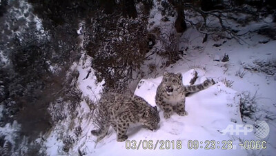 40頭のユキヒョウを確認 世界最大の個体群 中国 青海省 写真4枚 国際ニュース Afpbb News