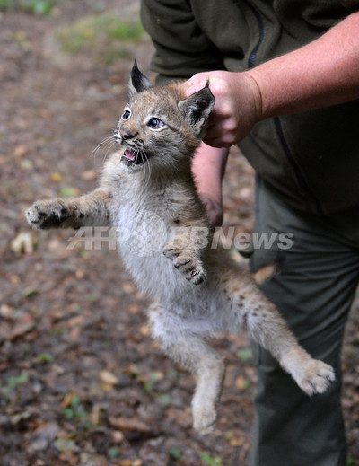 やんちゃです オオヤマネコの赤ちゃん ドイツ 写真7枚 国際ニュース Afpbb News