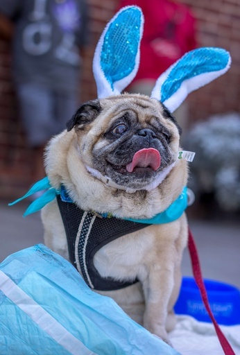 ペットたちにも復活祭の祝福、米ロサンゼルス