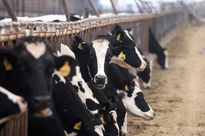 鳥インフル遺伝子系「D1.1」、乳牛から初検出 米