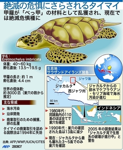 インドネシアのウミガメが絶滅の危機に