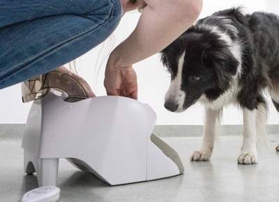 犬も脳トレ、ゲームで脳活性化　研究