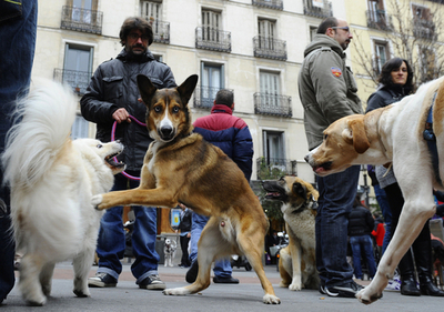 ペット遺棄に反対、マドリードでイベント 聖アントニオの日ちなみ