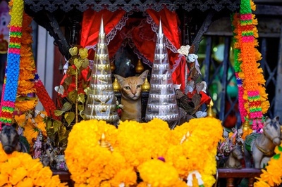 お供え物の人形と思ったら猫…タイから新年の便り