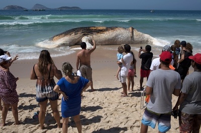 海水浴客ら仰天、リオ人気ビーチに14メートルのクジラ打ち上げられる