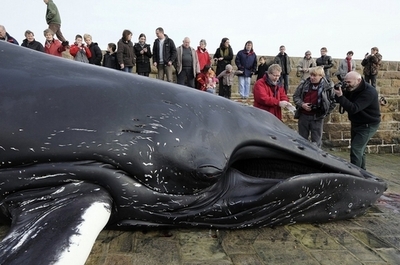 海洋のプラスチック廃棄物、クジラに致命的な影響か IWC研究