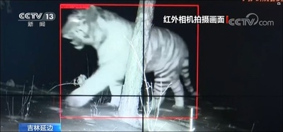 野生のアムールトラを発見 吉林延辺