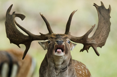 【写真特集】AFPが撮影した世界のどうぶつパラダイス2018 Part2