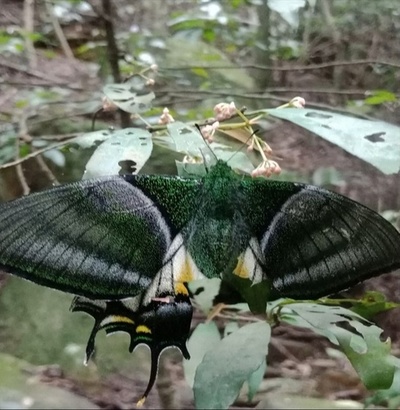 動画 中国初の希少野生動物4kドキュメンタリーがオンエア 写真1枚 国際ニュース Afpbb News