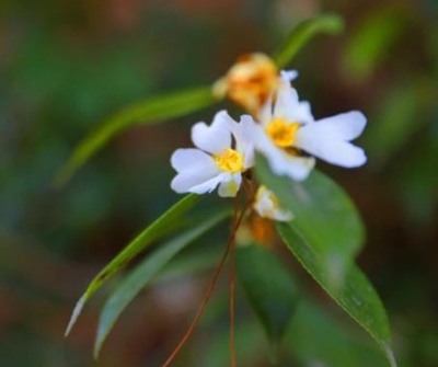 世界絶滅危惧種登録の植物カメリア・グライシーを発見 中国湖北省