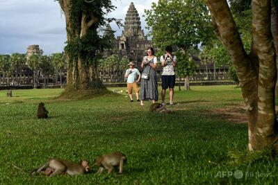 アンコールワットのサル、ユーチューバーの影響で攻撃的に