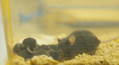 中国の「宇宙マウス」、地上帰還後に出産