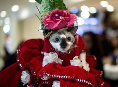 人気の猫たちが集合！ マレーシアでキャットショー