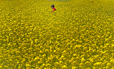 満開のマスタード、インド