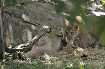 動物園で肉食獣の餌に、ヘルシンキの野生ウサギ対策