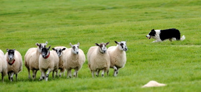 群れの心理、牧羊犬の羊追いの規則を解明 研究