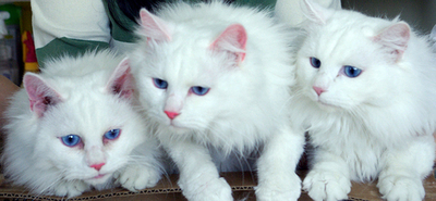 紫外線を当てると発光するクローンネコ、韓国慶尚大学が作製に成功