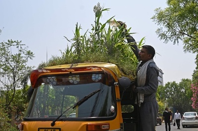 「ルーフガーデン」付き三輪タクシー 自然のエアコンに インド