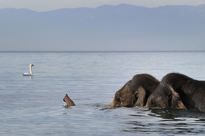 湖で水浴びするサーカスのゾウたち スイス