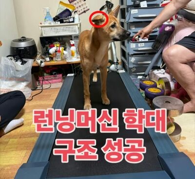 犬にピアス、ランニングマシンで3時間走らせる「虐待」…韓国・生配信で「投げ銭」稼ぐトンデモ飼い主